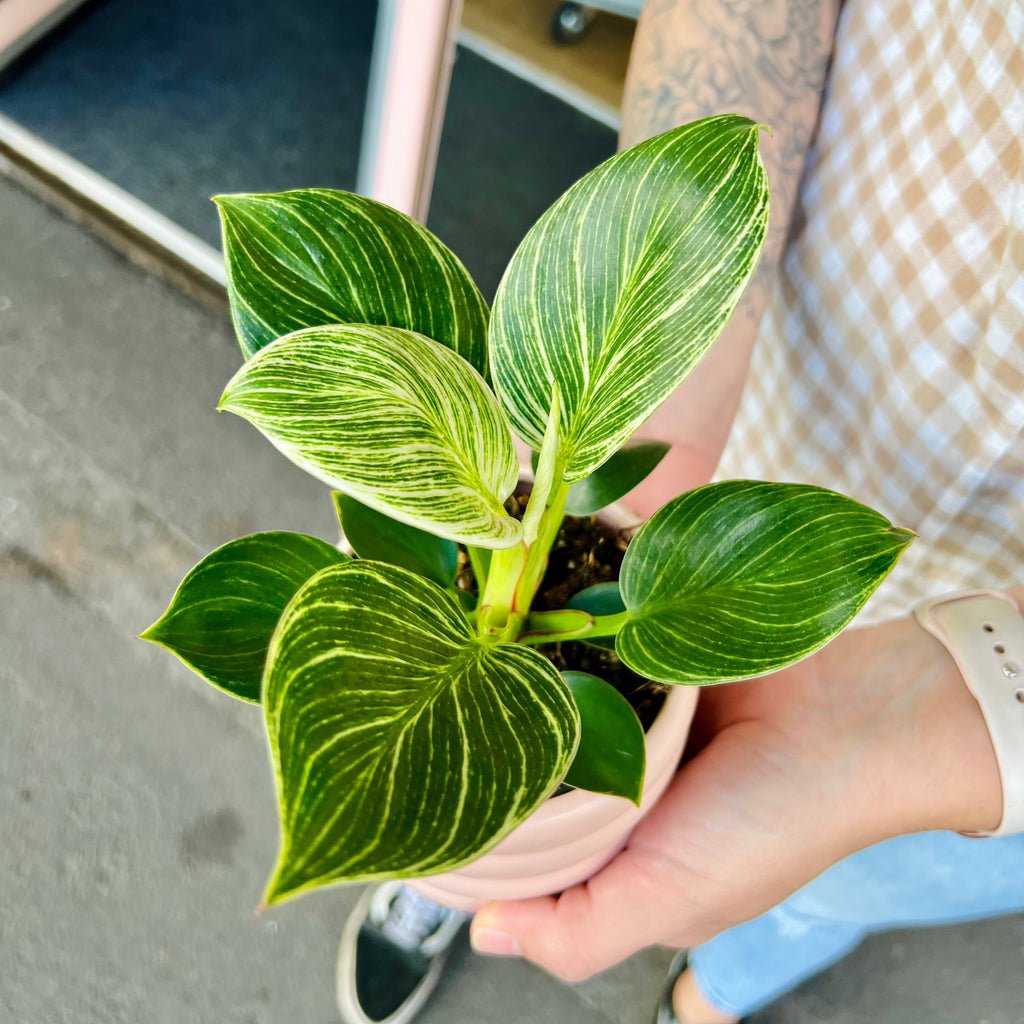 Philodendron Birkin 95mm + Assorted Pot COMBO