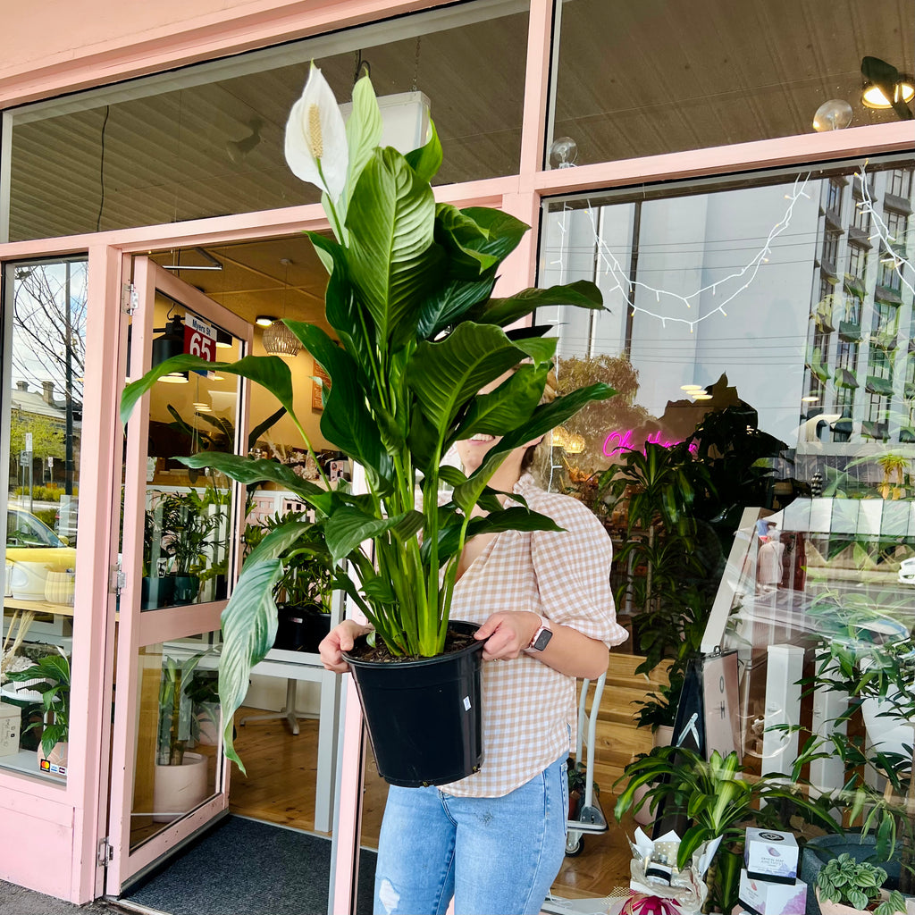 Peace Lily 250mm