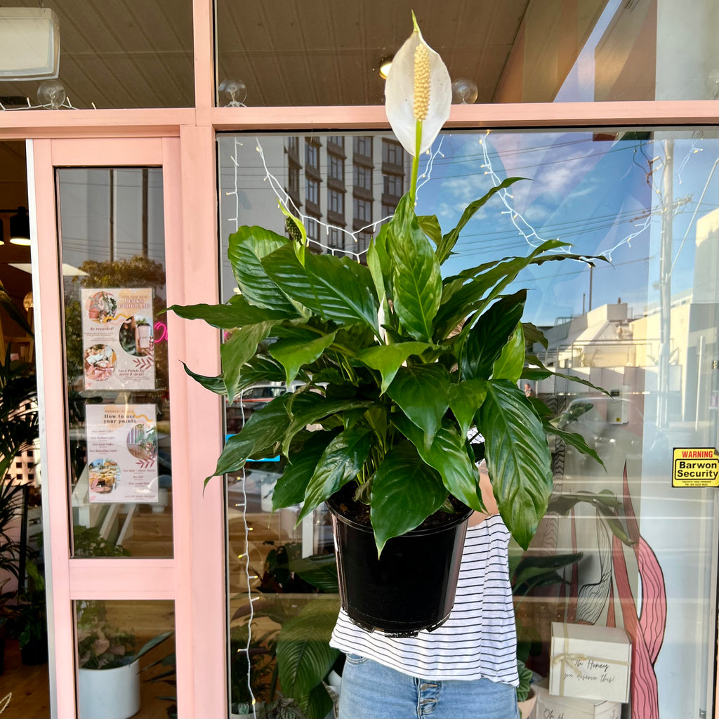 Peace Lily 200m
