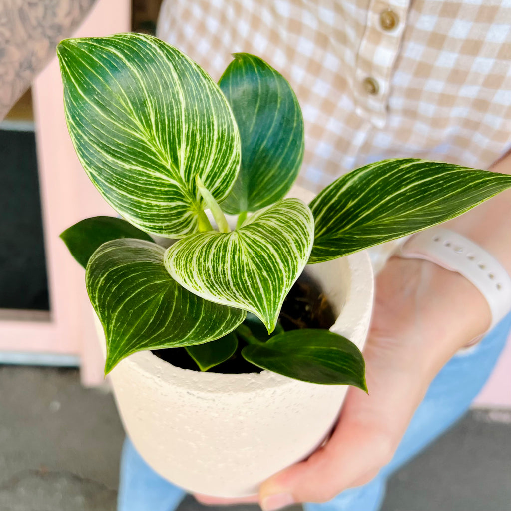 Philodendron Birkin 95mm + Assorted Pot COMBO