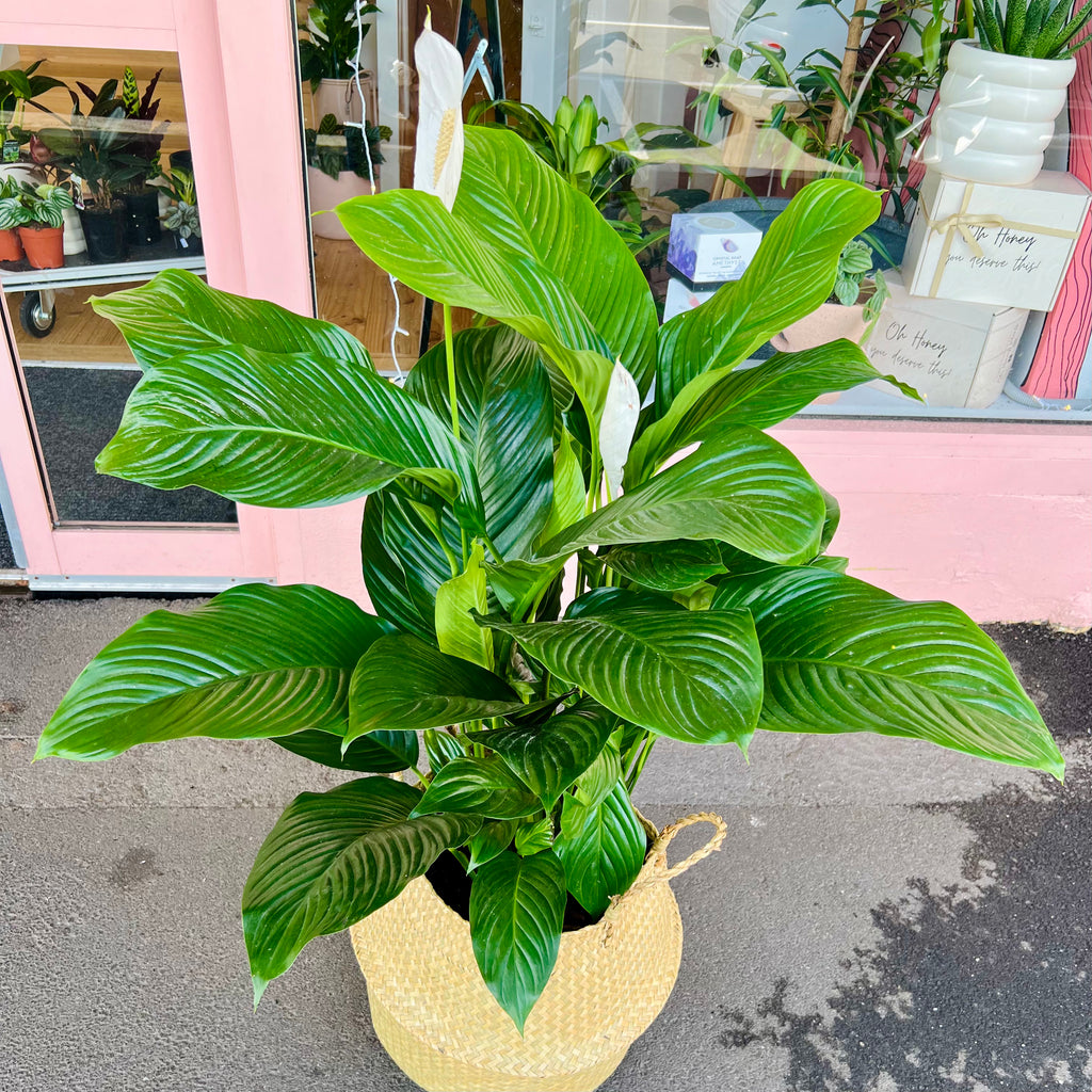 Peace Lily 250mm