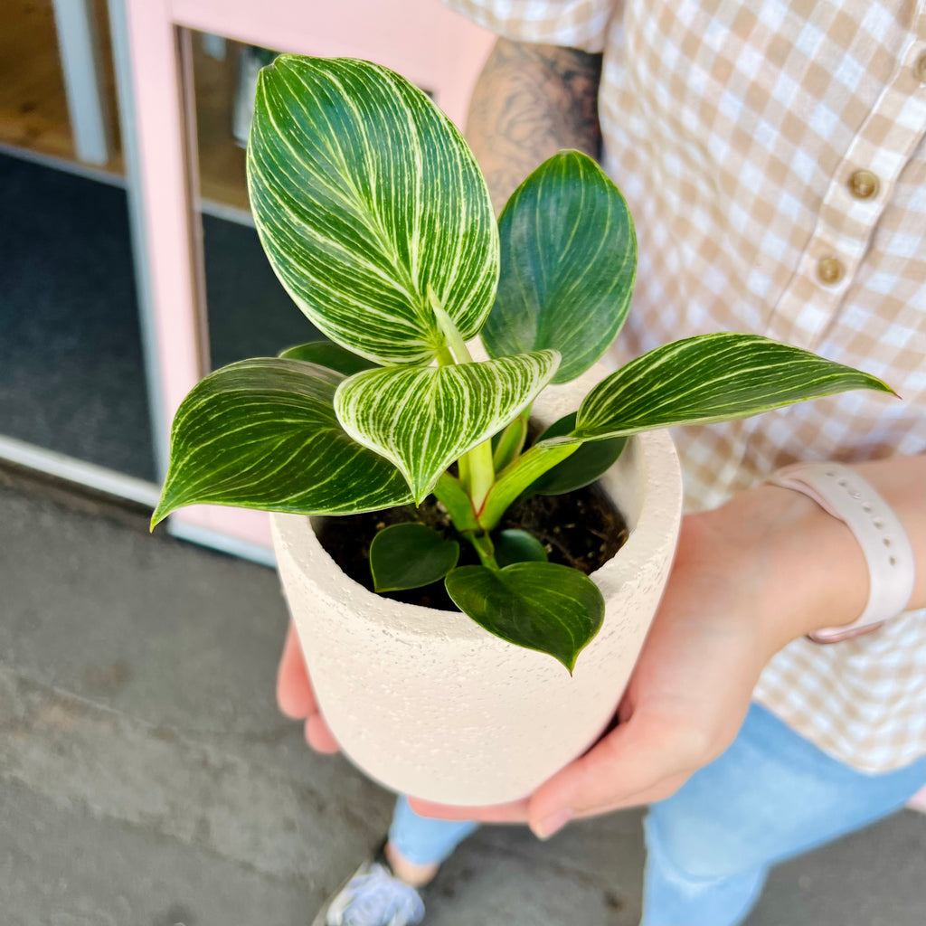 Philodendron Birkin 95mm + Assorted Pot COMBO